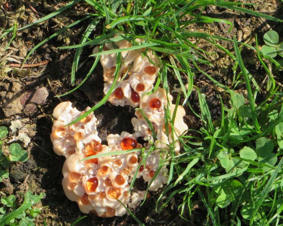 Klein maar fijn ... - Schimmels - unknown