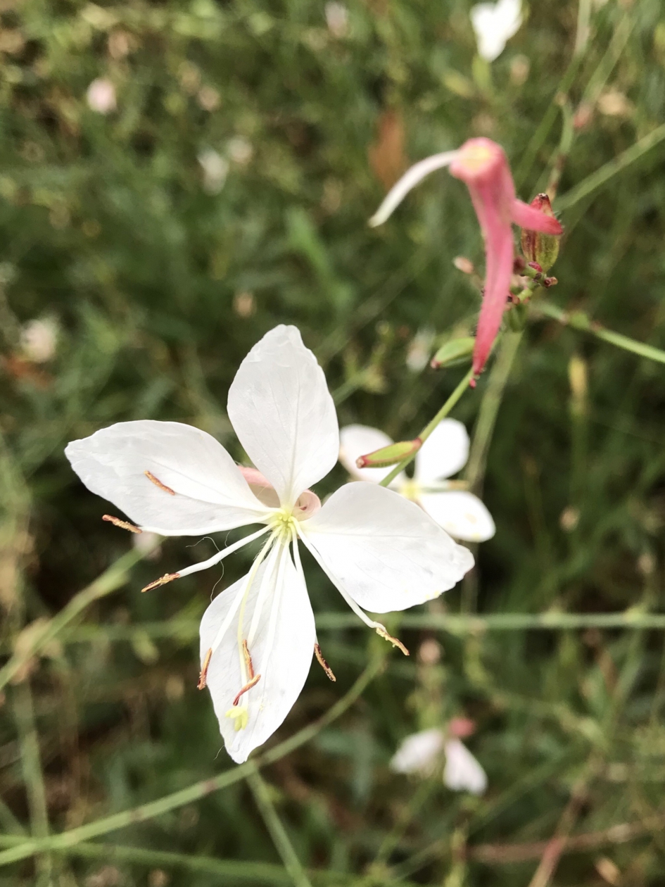 Kleine bloemetjes... - Planten - 