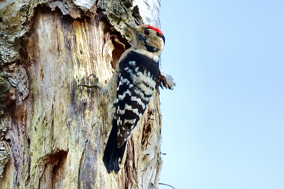 Kleine Bonte (man) - Vogels - Kleine Bonte Specht