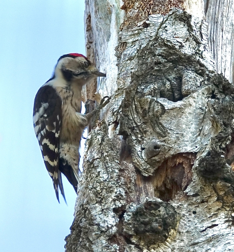 Kleine Bonte Specht in actie