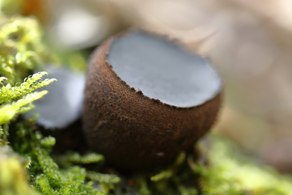 kleine bruine bekerzwam - Schimmels - kleine bruine bekerzwam