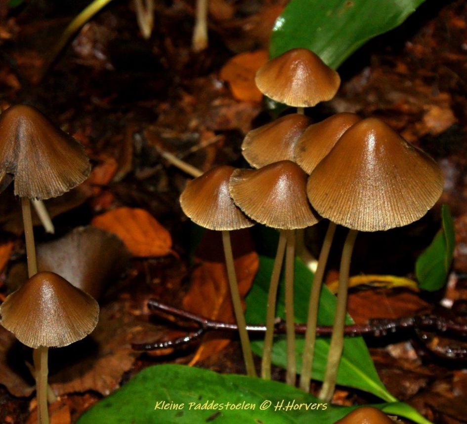 kleine paddestoelen - Schimmels - paddestoelen