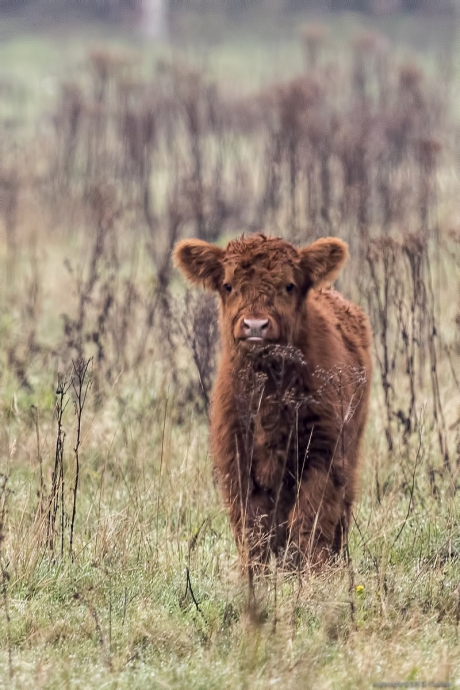 (kleine) Schotse Hooglander