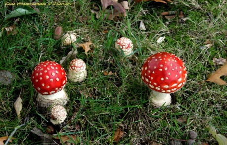 Kleine Vliegenzwammen