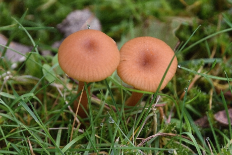 Kleintjes