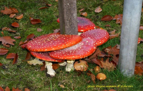 Kleurige paaldansers ...