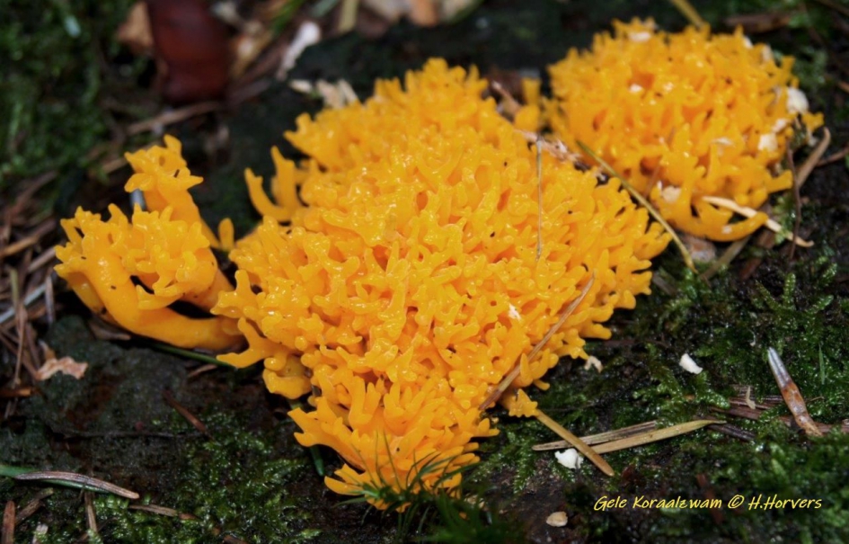 Kleverige Gele Koraalzwam - Schimmels - Kleverige Gele Koraalzwam