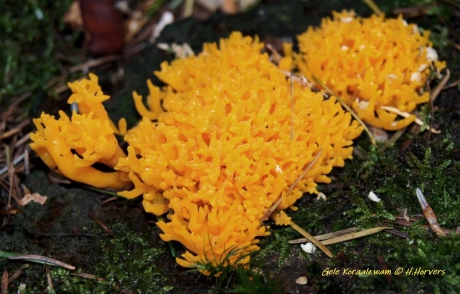 Kleverige Gele Koraalzwam