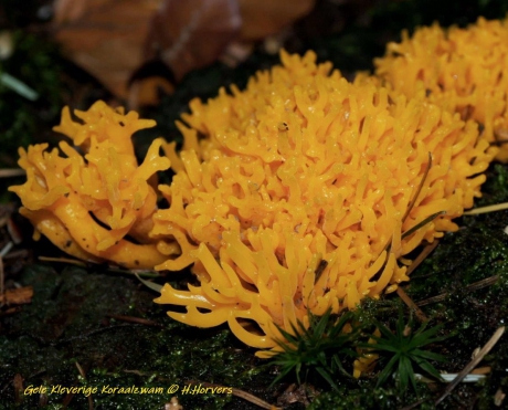 Kleverige Gele Koraalzwam