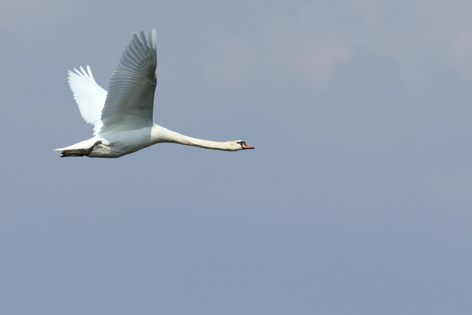 knobbelzwaan - Vogels - knobbelzwaan