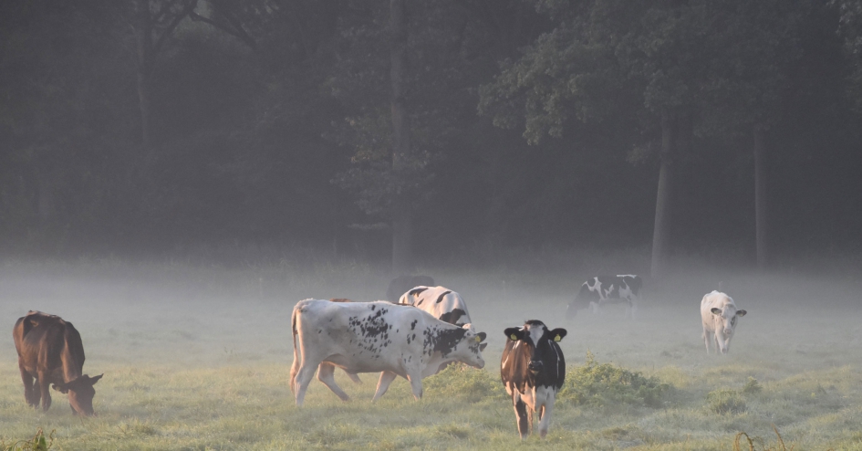 Koeien in opkomende zon - Zoogdieren - 