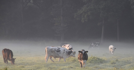 Koeien in opkomende zon