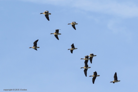 Kolganzen (Anser albifrons)