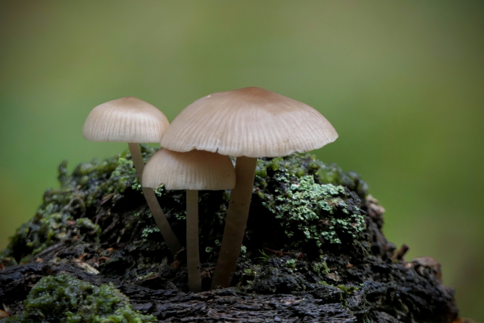 Kom maar bij mamma.. - Schimmels - Paddenstoelen