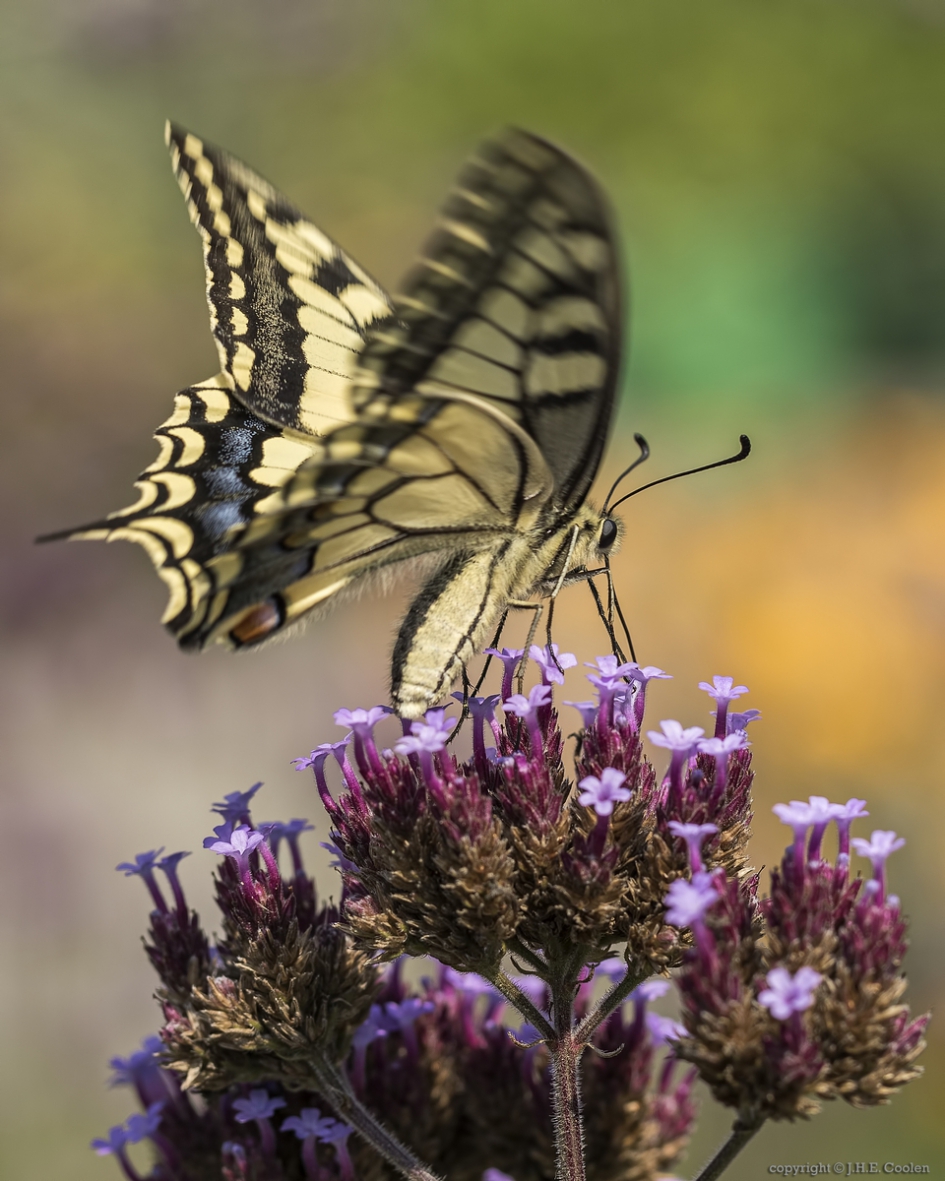 Koninginnenpage (Papilio machaon) - Geleedpotigen - Koninginnenpage