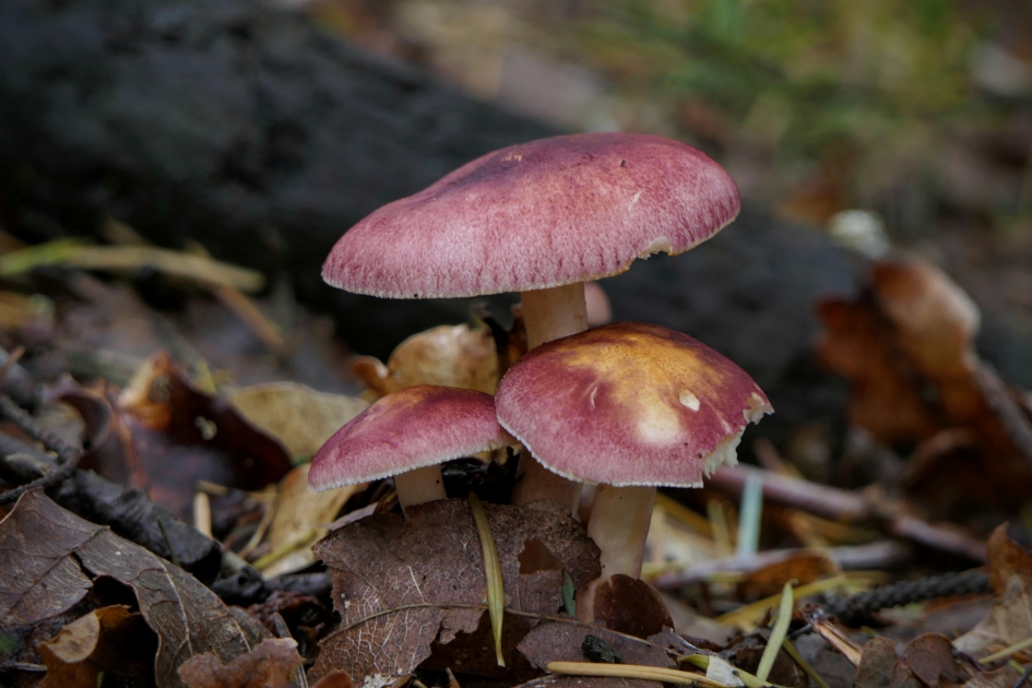 Koninklijk - Schimmels - Koningsmantel