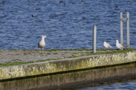 Langs het Eemmeer