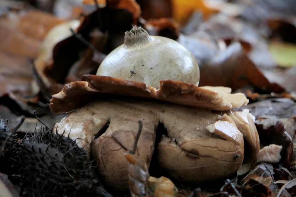 Lekker dikkertje. - Schimmels - Gekraagde aardster