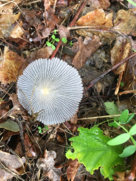 leucocoprinus fragilissimus