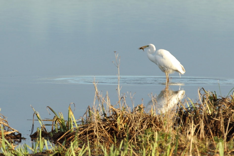 lunchtijd - Vogels - grote zilverreiger