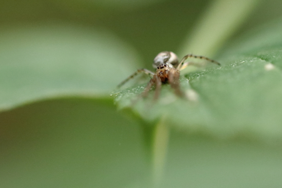 maskerspin, althans dat denk ik - Geleedpotigen - 
