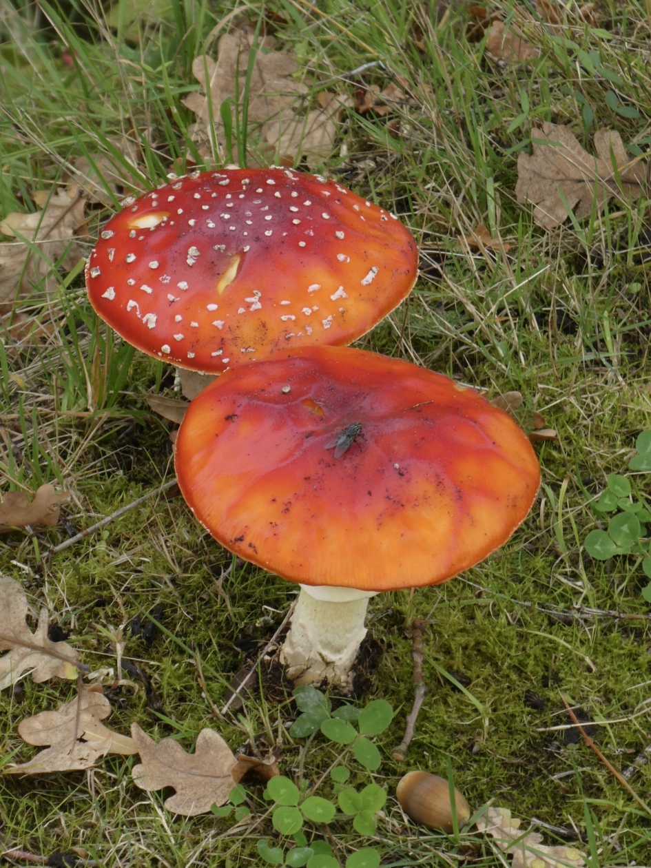 Met en zonder stippen - Schimmels - 