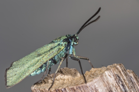 Metaalvlinder (Adscita statices)