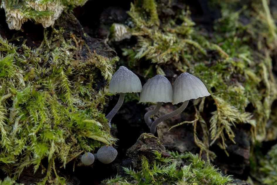 Minieme paddenstoeltjes - Schimmels - Blauwgrijze schorsmycena