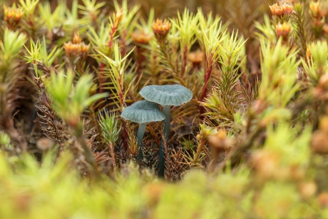 Minieme paddenstoeltjes