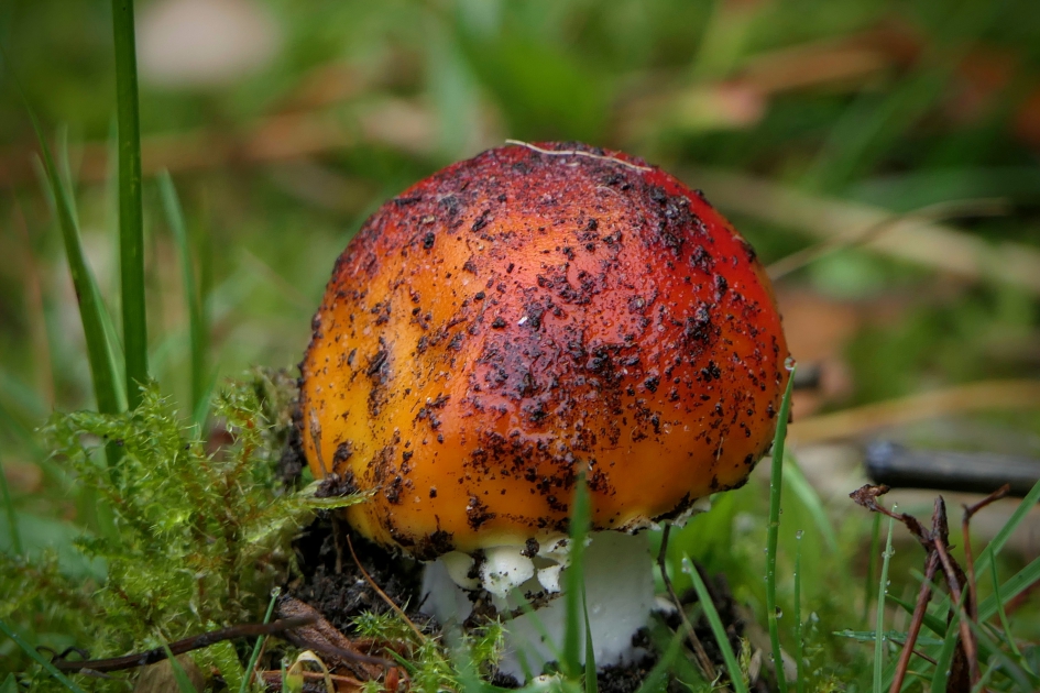 Modderkoppie. - Schimmels - Vliegenzwam