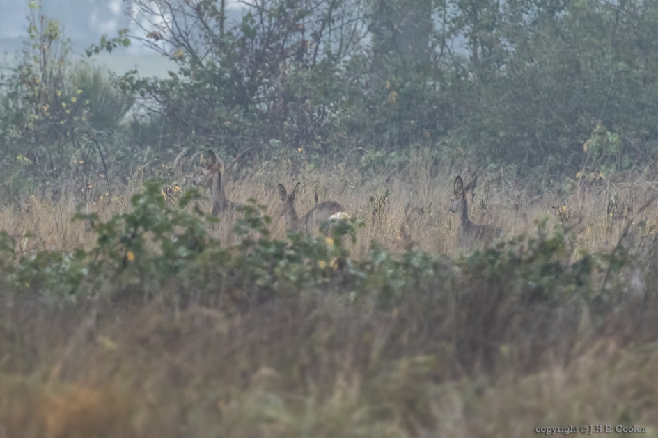 Moeder van twee (1) - Zoogdieren - Ree