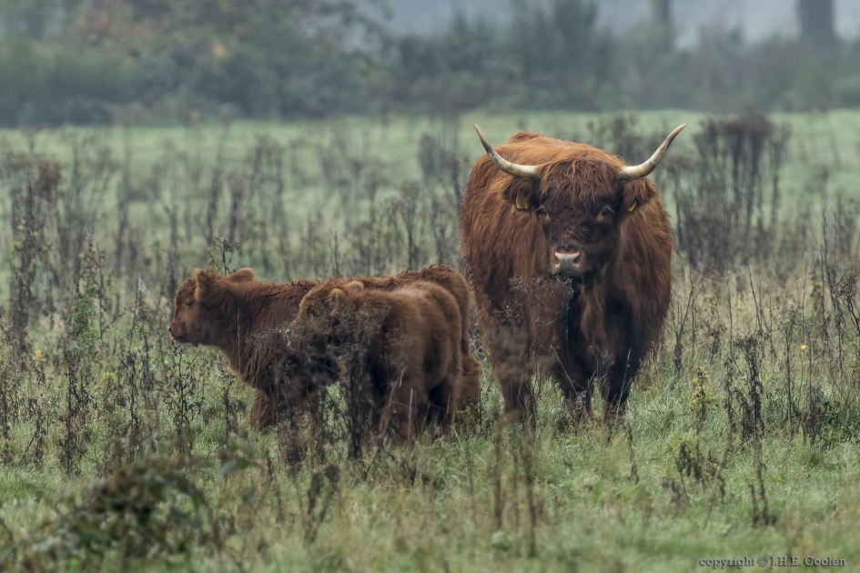 Moeder van twee (2) - Zoogdieren - Schotse hooglander