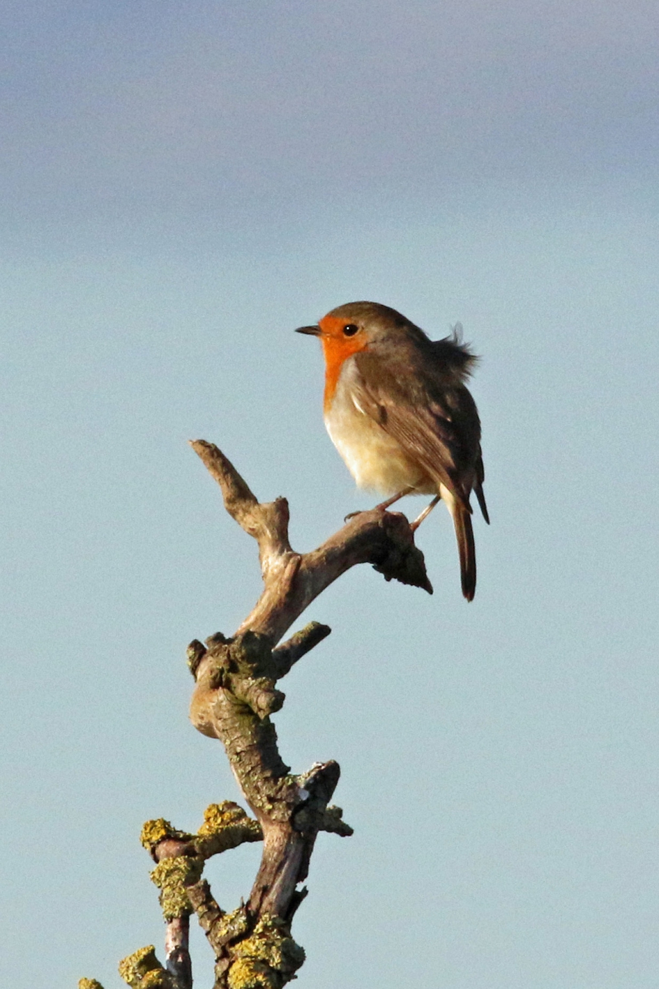 Mooi poseren, dat kan ik wel! - Vogels - Roodborst