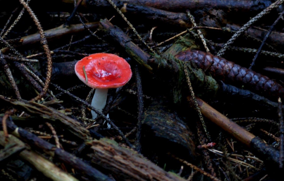 Mooie Kleine Rode Russula - Schimmels - Rode Russula