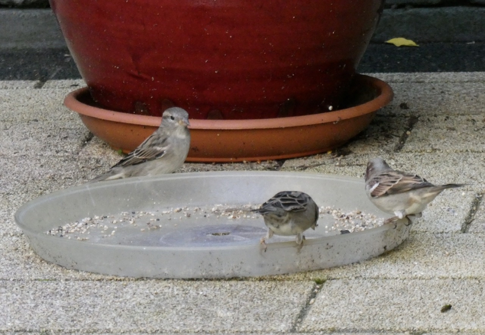 Musjes - Vogels - 