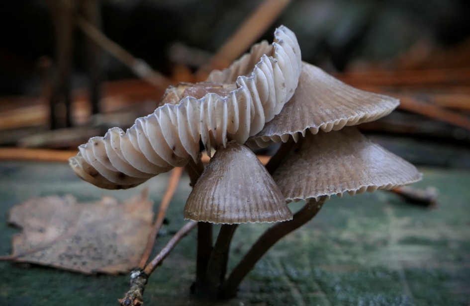 Mycenafamilie. - Schimmels - 