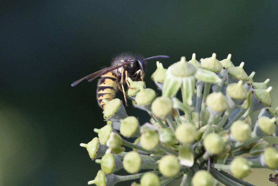 Door de zon nog gisteren nog veel insecten - Geleedpotigen - 