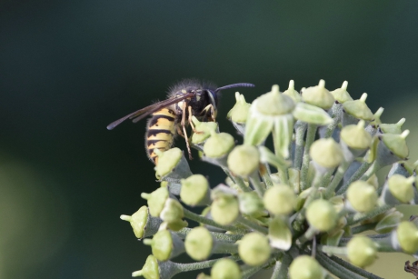 Door de zon nog gisteren nog veel insecten