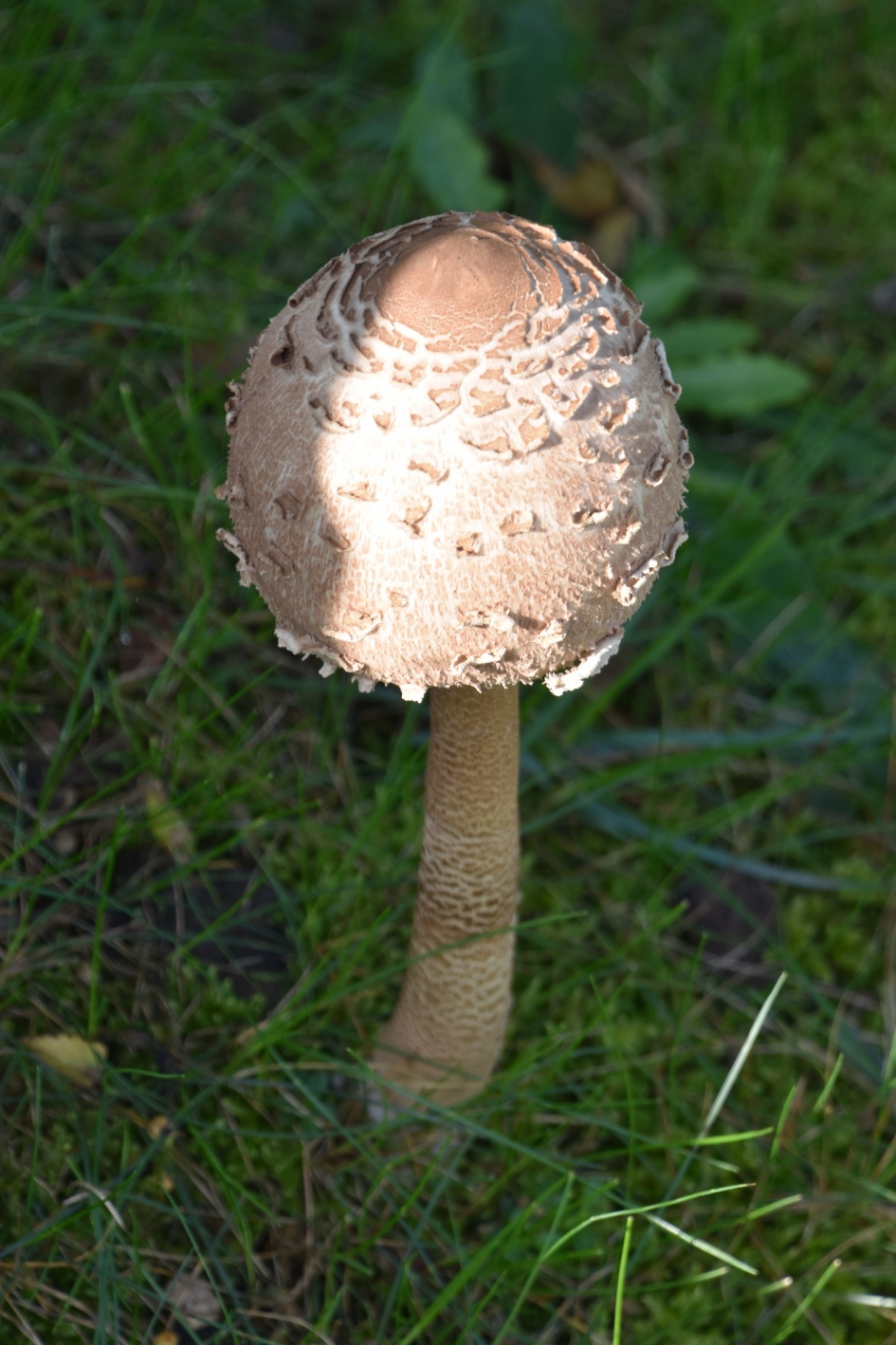 Parasolzwam - Schimmels - 