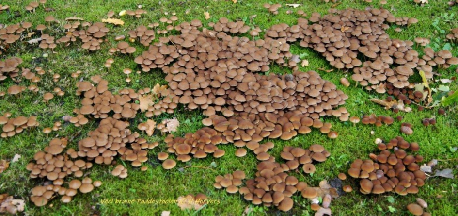 Vèèl ... - Schimmels - kleine bruine paddestoelen