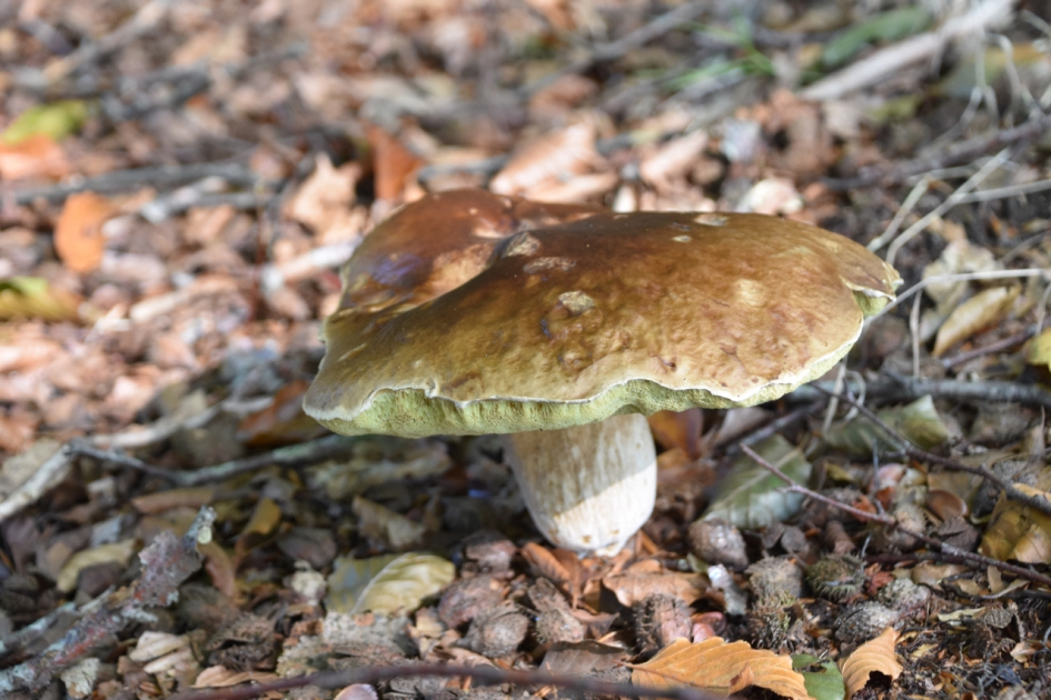 Eekhoorntjes brood? - Schimmels - 