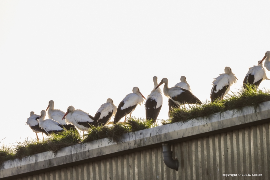 Meer dan één.... - Vogels - Ooievaar