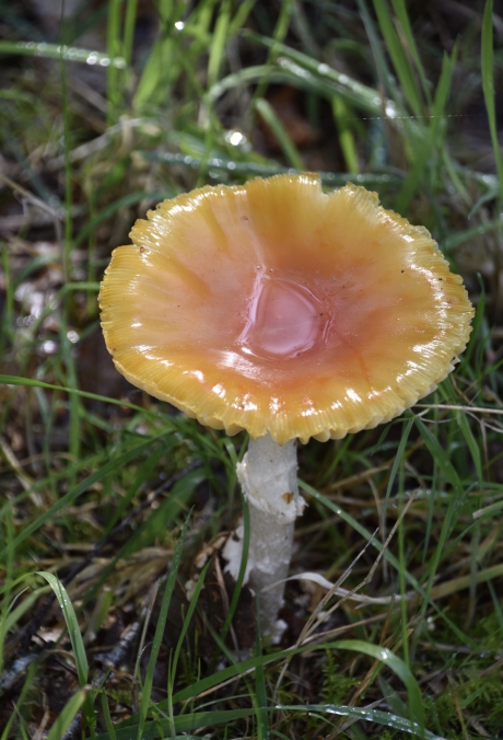 Na een regenbui