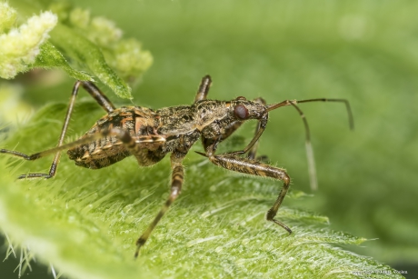 Nimf boomsikkelwants (Himacerus apterus)