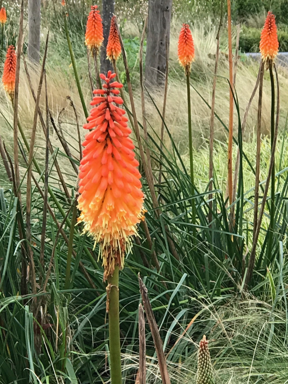 Nog bloeiend.. - Planten - 