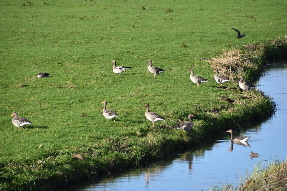 Nog veel ganzen bij de Eem - Vogels - 