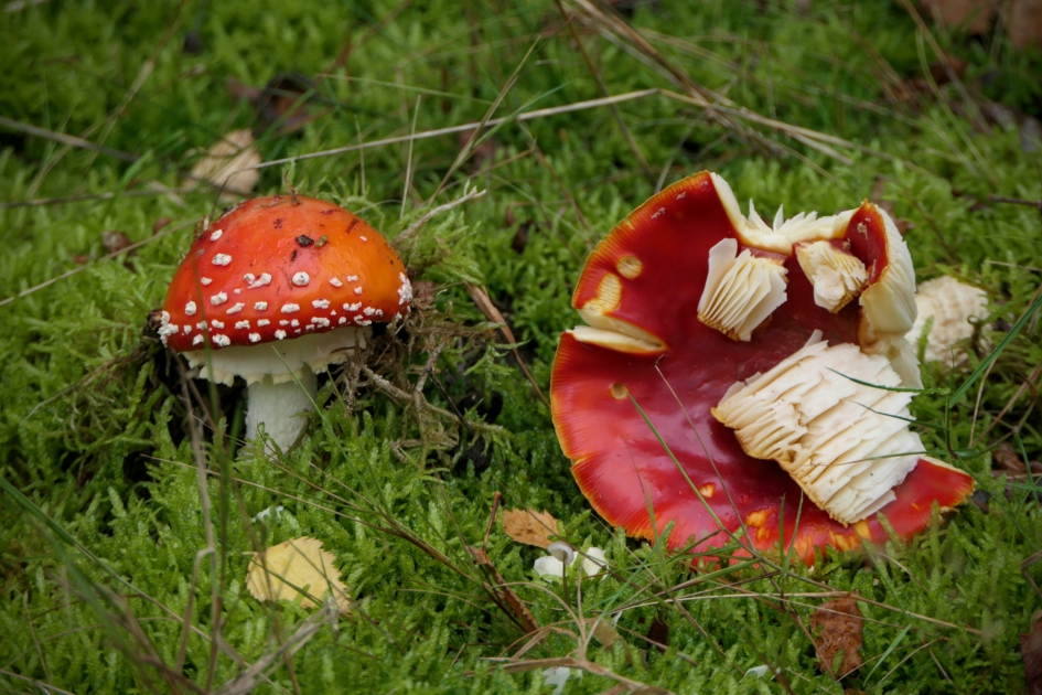 Omgevallen. - Schimmels - Vliegenzwam