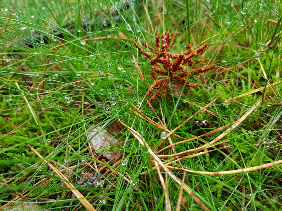 Onbekende schimmel, 24 uur later. - Schimmels - Glanzend druivenpitje