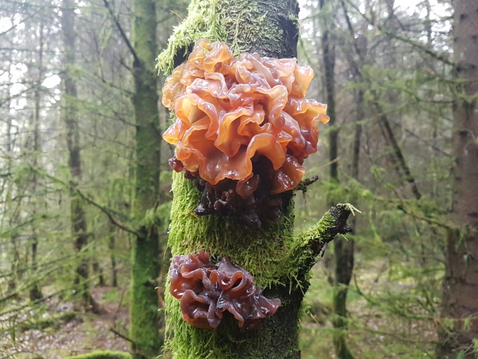 Onbekende zwam - Schimmels - Mij niet bekend