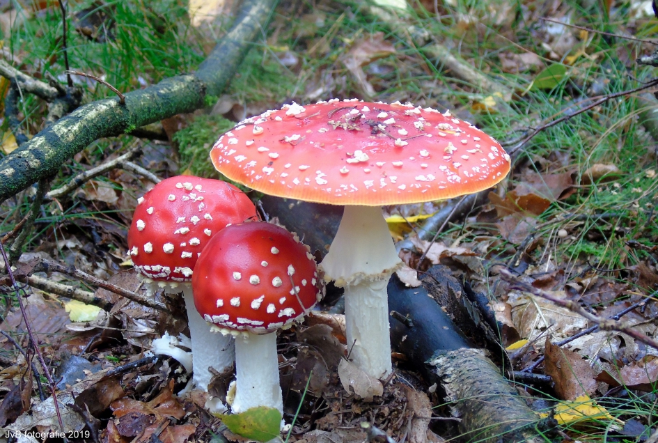 Onder moeders paraplu - Schimmels - vliegenzwam